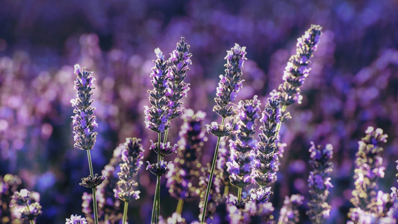 Lavanda (Lavandula angustifolia).