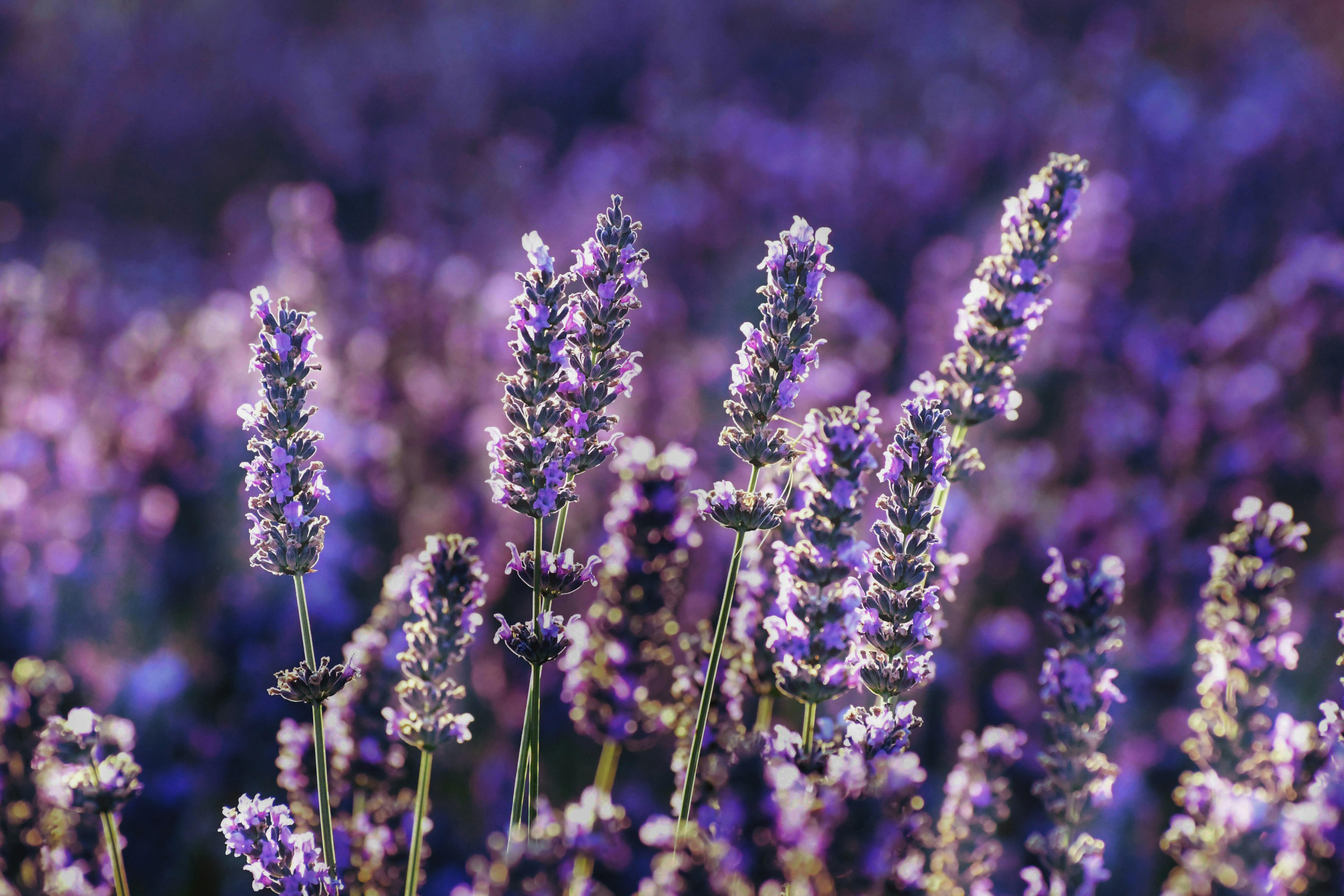 Lavanda (Lavandula angustifolia).