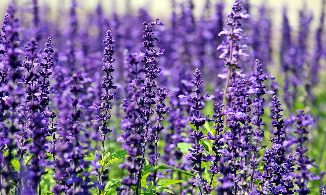 propriedades da lavanda, funções da lavanda, como usar lavanda.