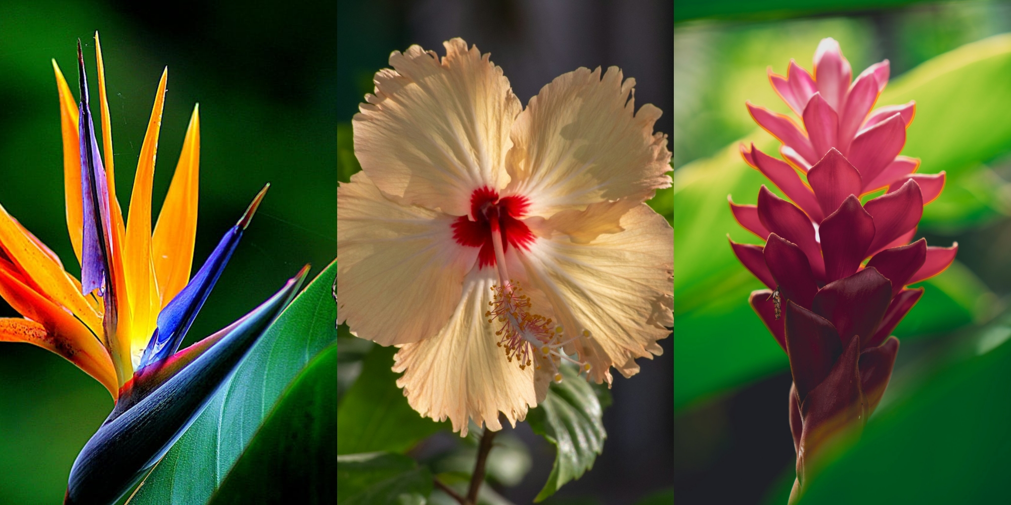 7 plantas de sol para um jardim florido o ano todo
