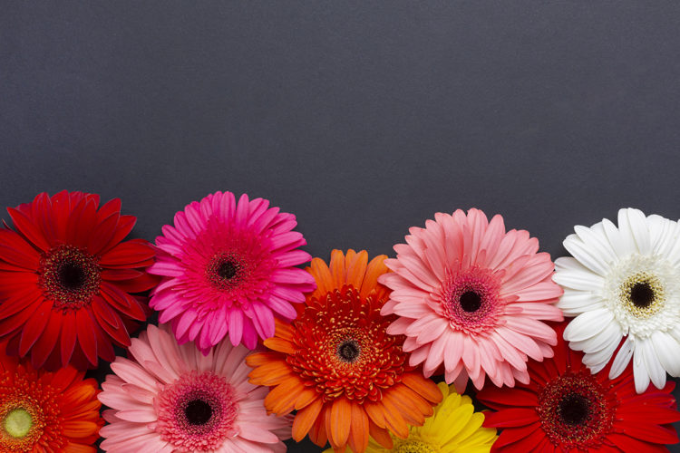 Gerbera