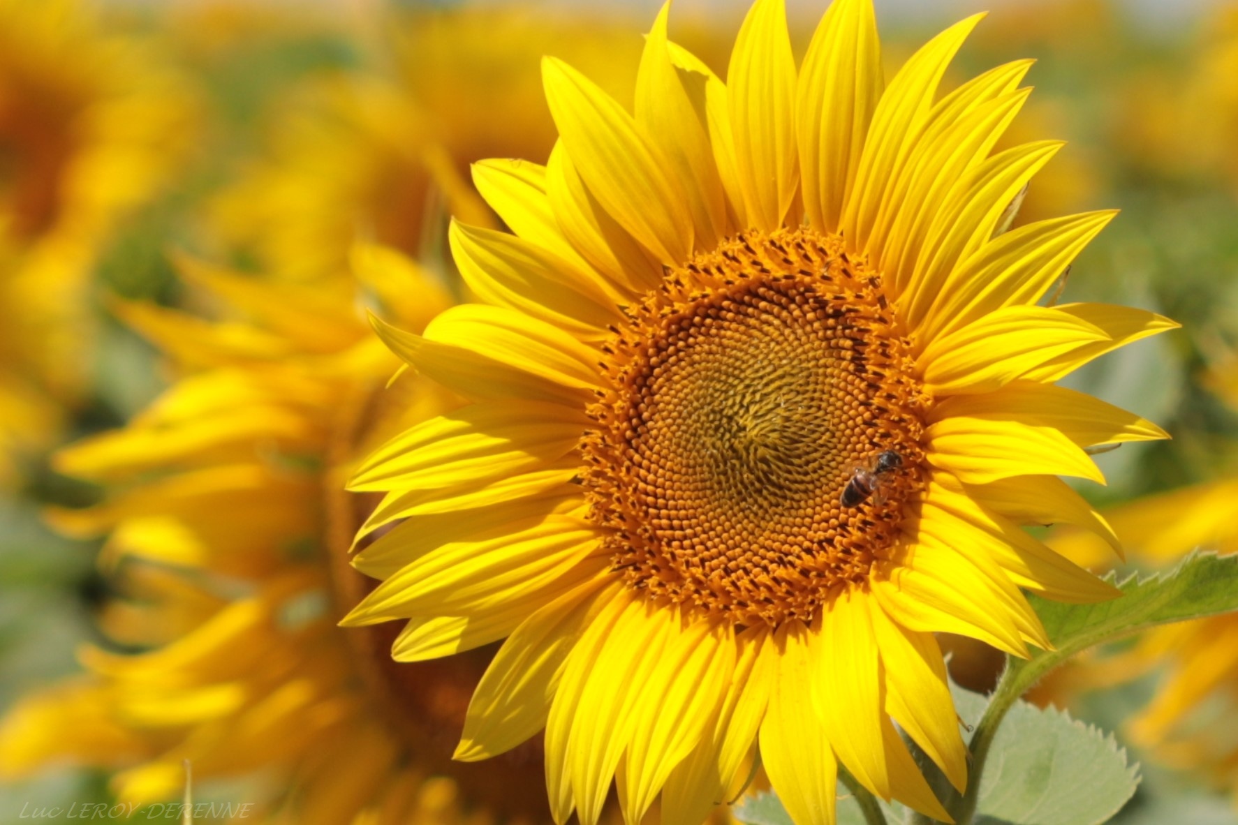Girassol (Helianthus annuus).