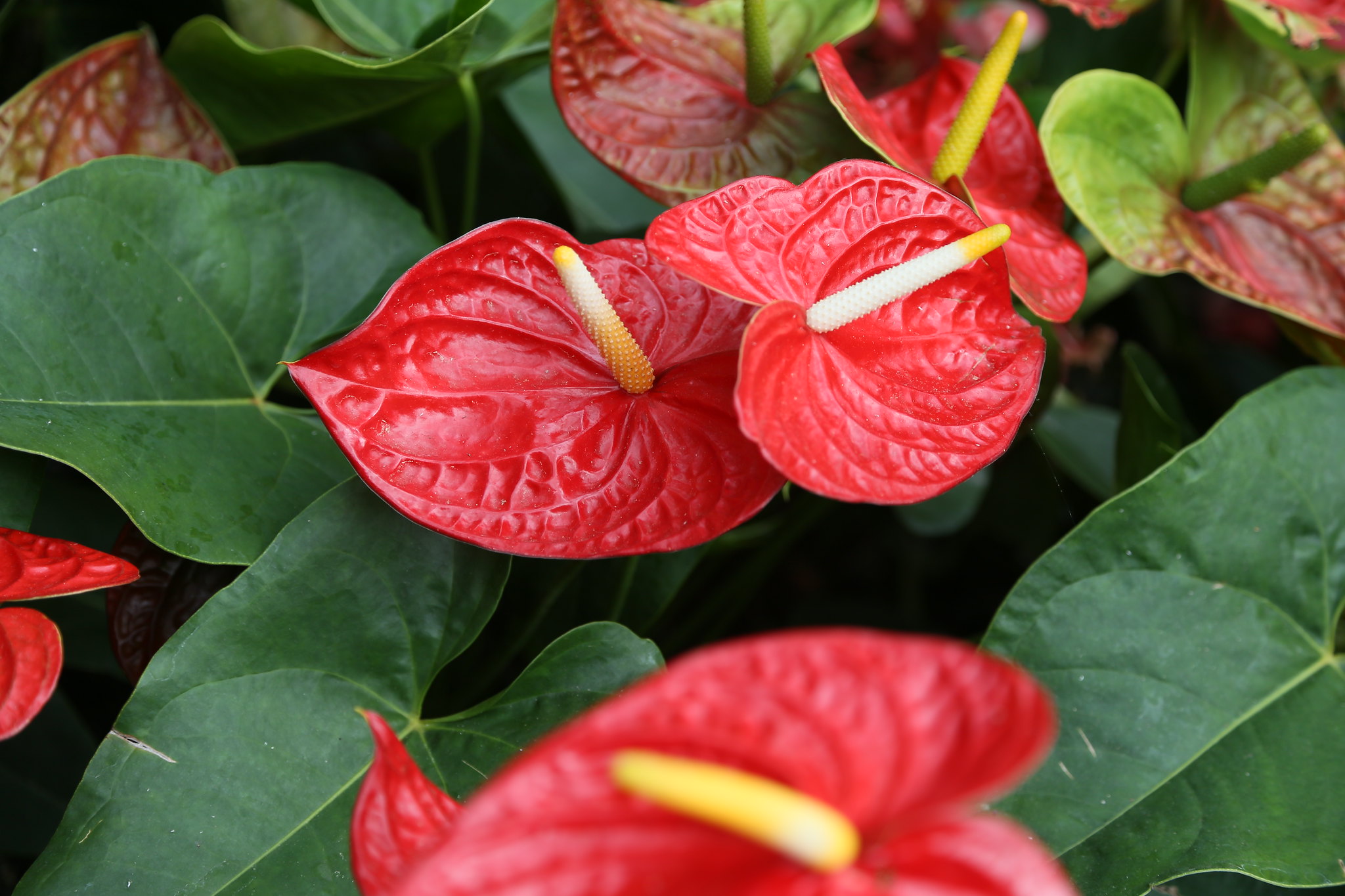 Antúrio (Anthurium andraeanum): perfeita para ambientes internos, já que se adapta a luz indireta e gosta de solo sempre um pouco úmido, florescendo regularmente ao longo do ano.