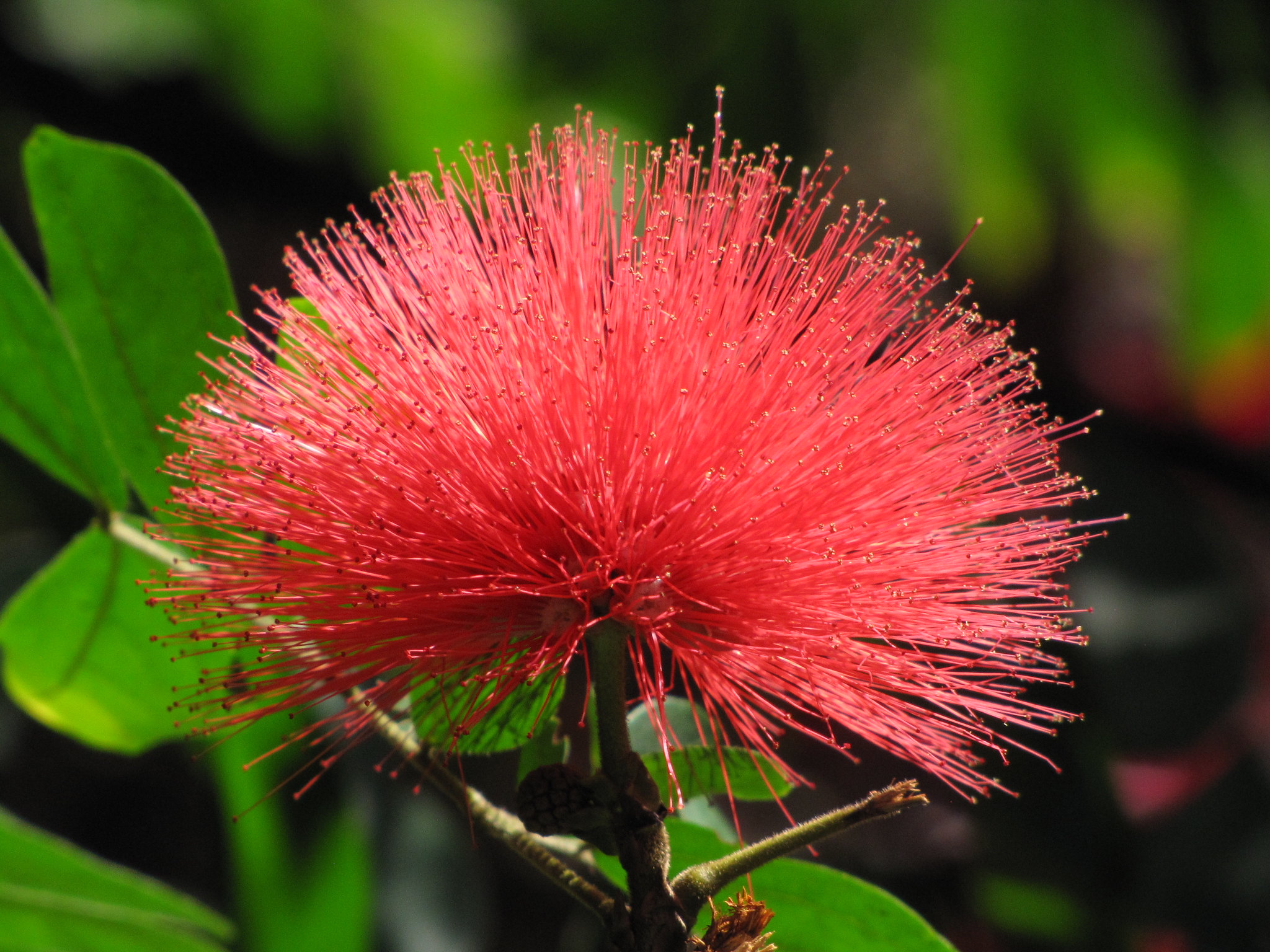 Esponjinha (Calliandra haematocephala): ideal para áreas externas, adora sol e floreia durante o ano.