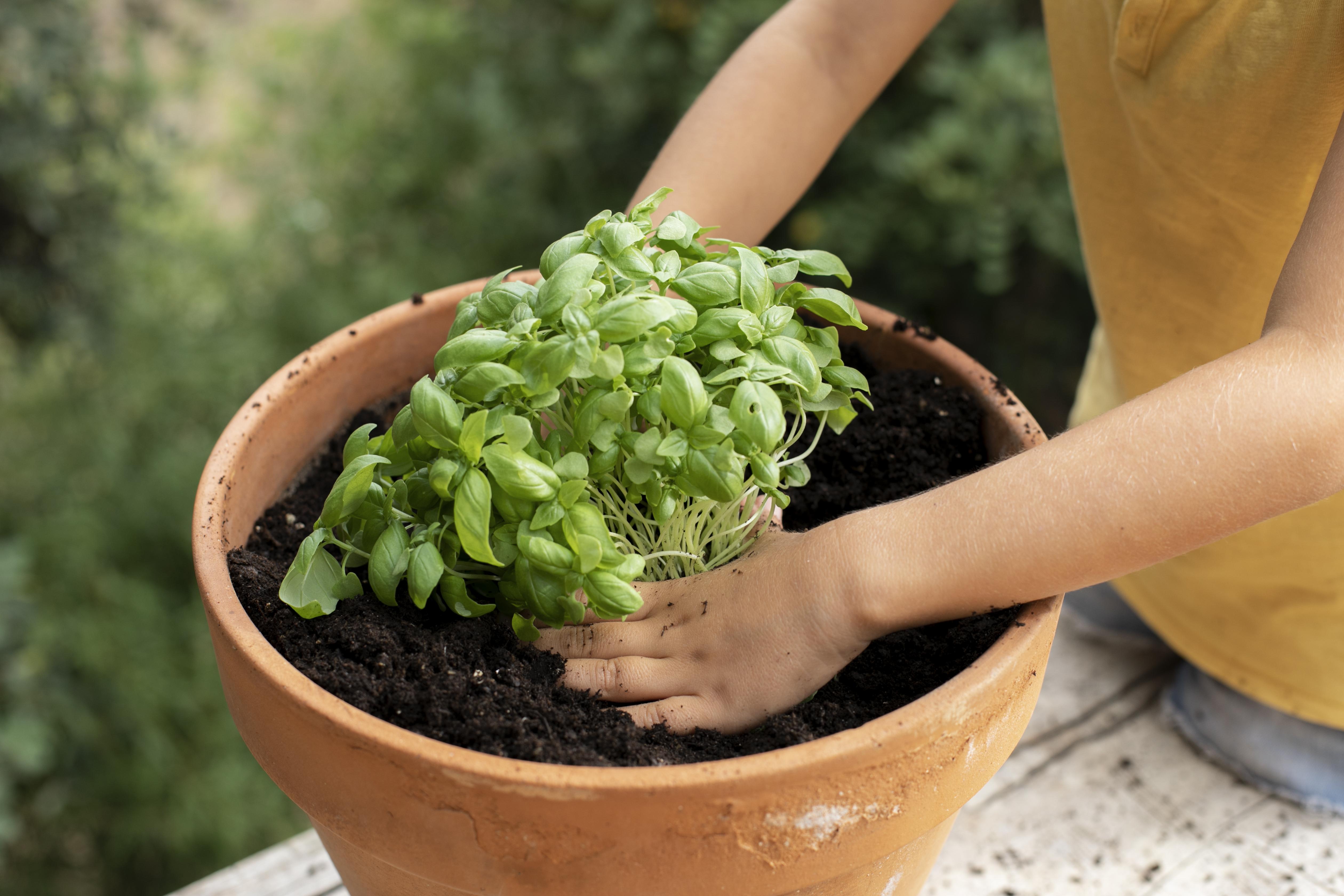 Hortas, plantas, mudas, brotos