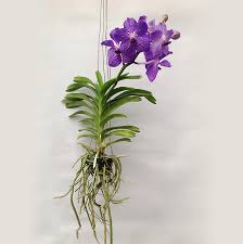 Orquídea vanda