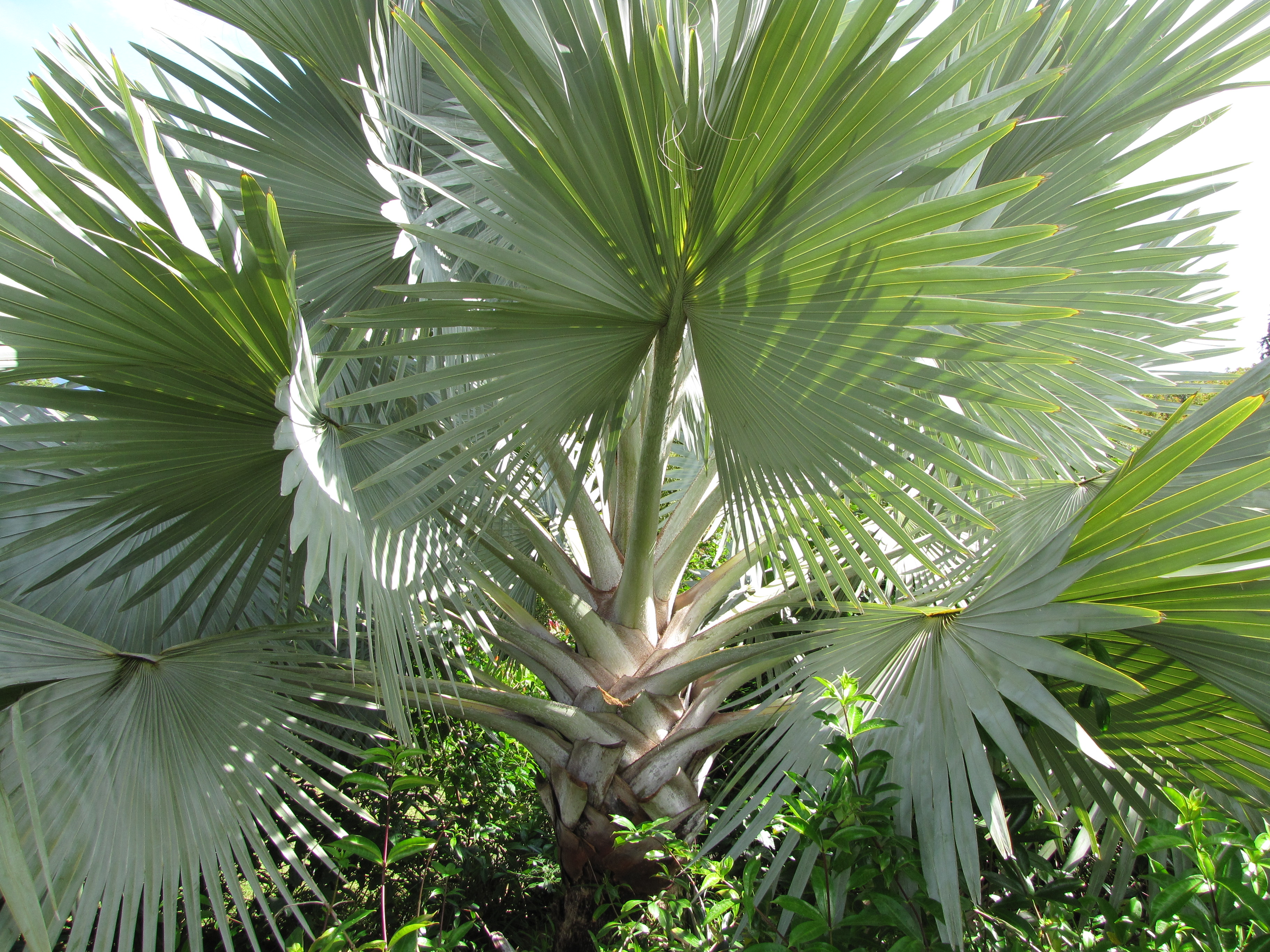 Palmeira azul (Bismarckia nobilis).