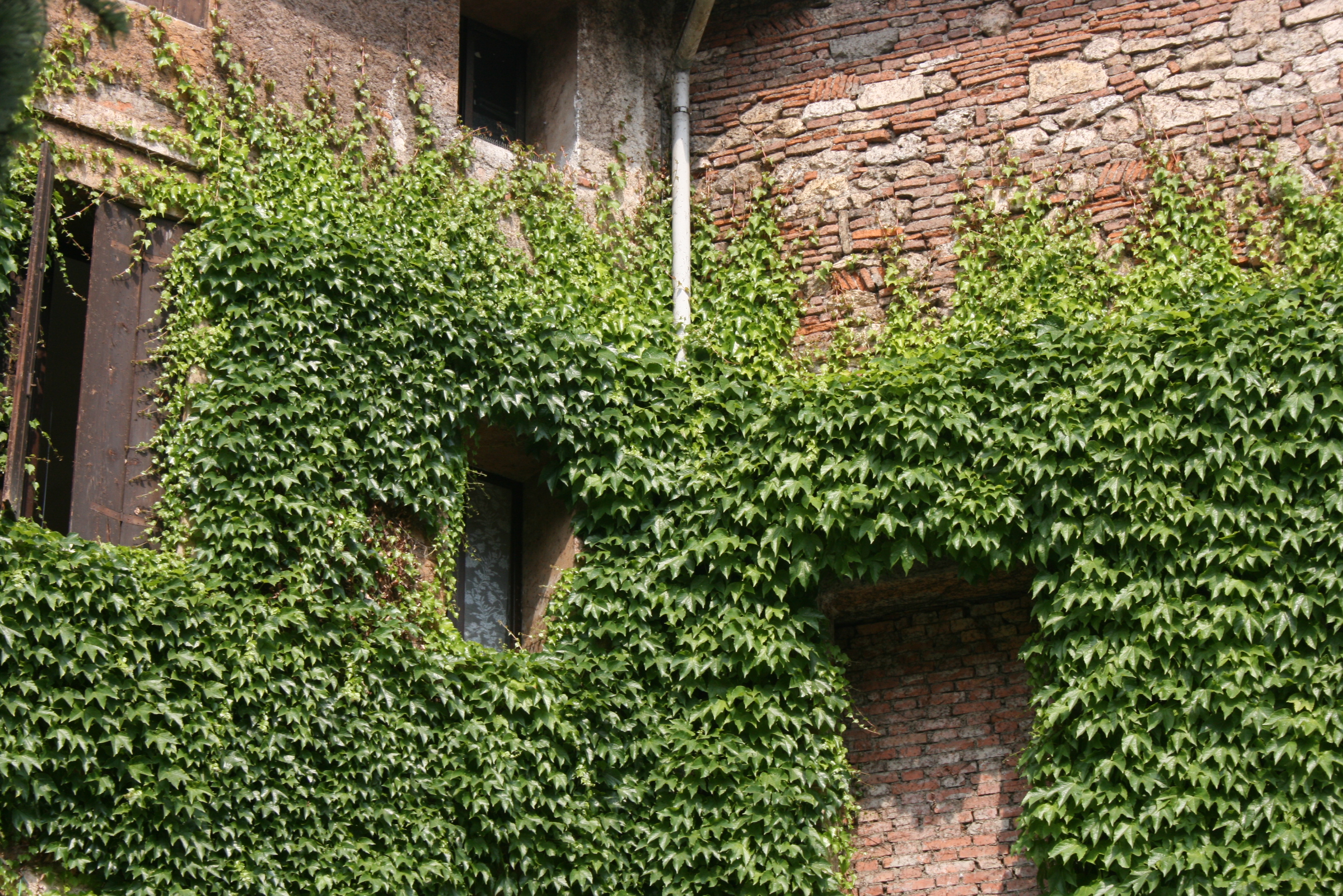 Planta trepadeira