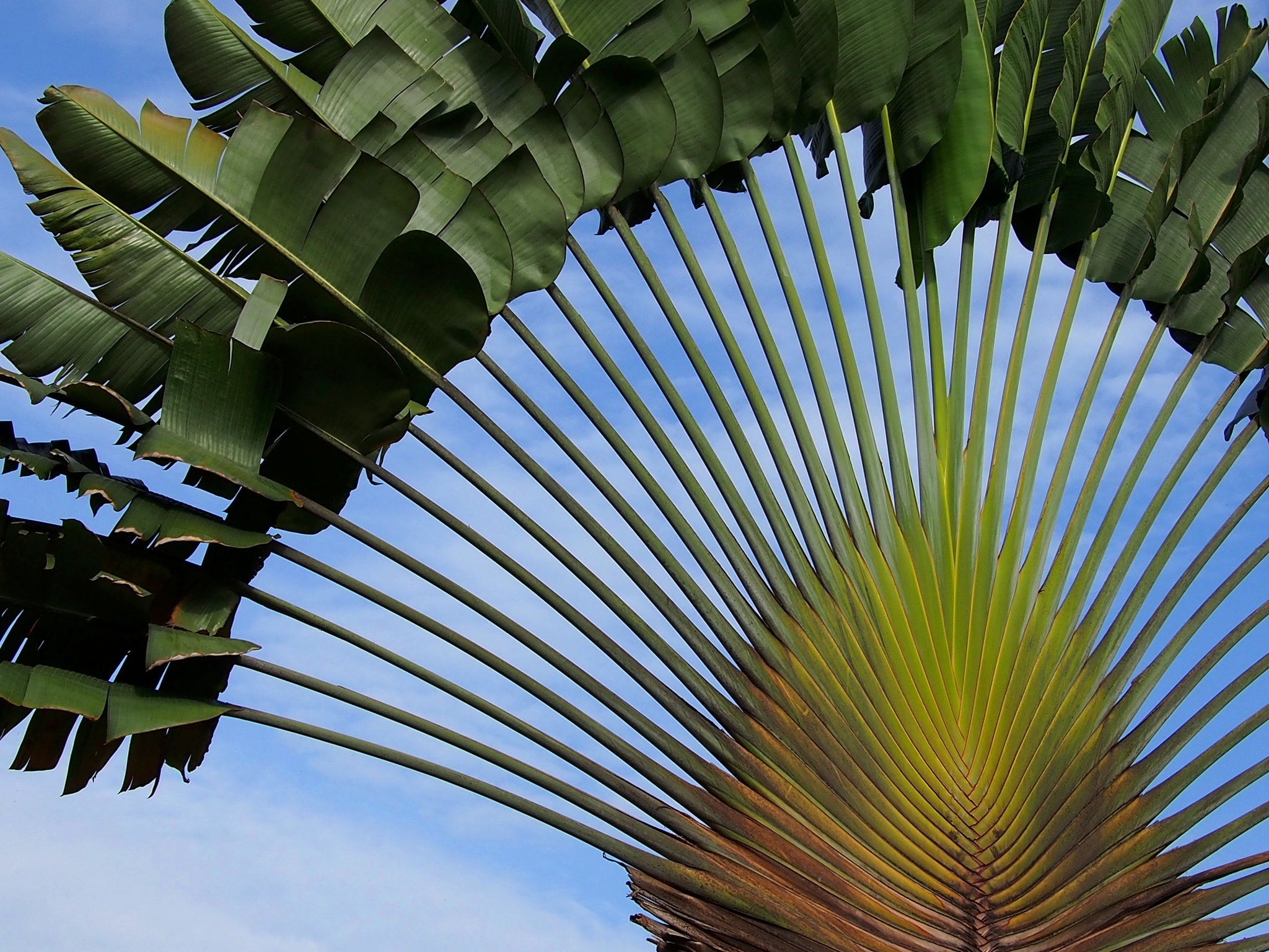 Famosa no paisagismo, a Ravenala é muito utilizada para criar jardins com uma atmosfera tropical, graças às suas imponentes folhas em leque e aparência exótica.