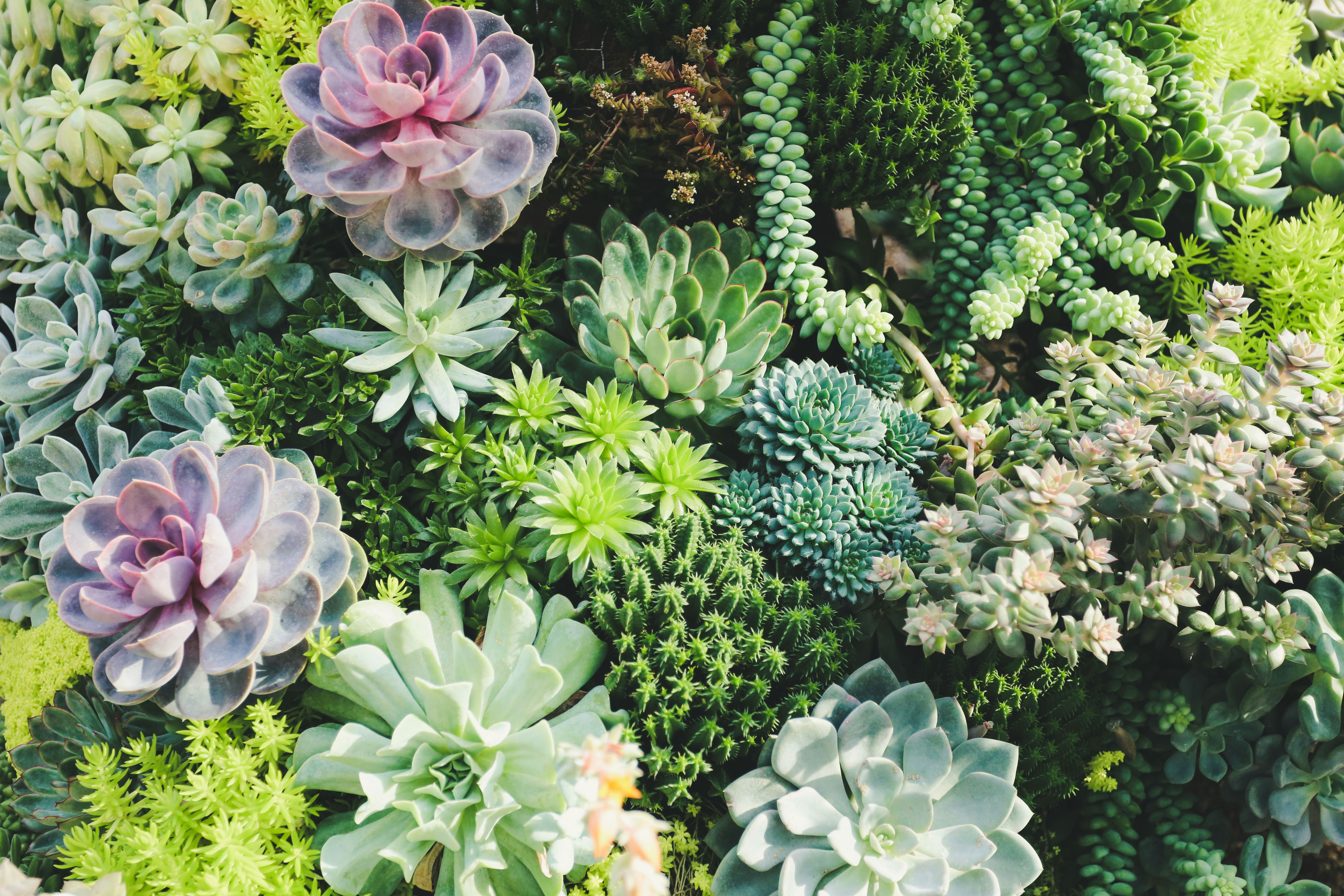 plantas suculentas