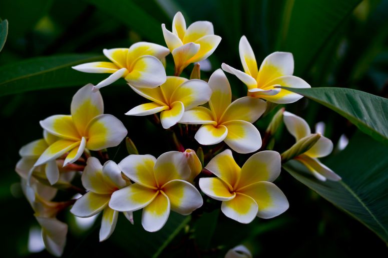 Decoração sofisticada com flores jasmim: fragrância e beleza para o lar