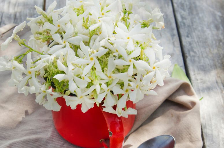 Decoração sofisticada com flores jasmim: fragrância e beleza para o lar