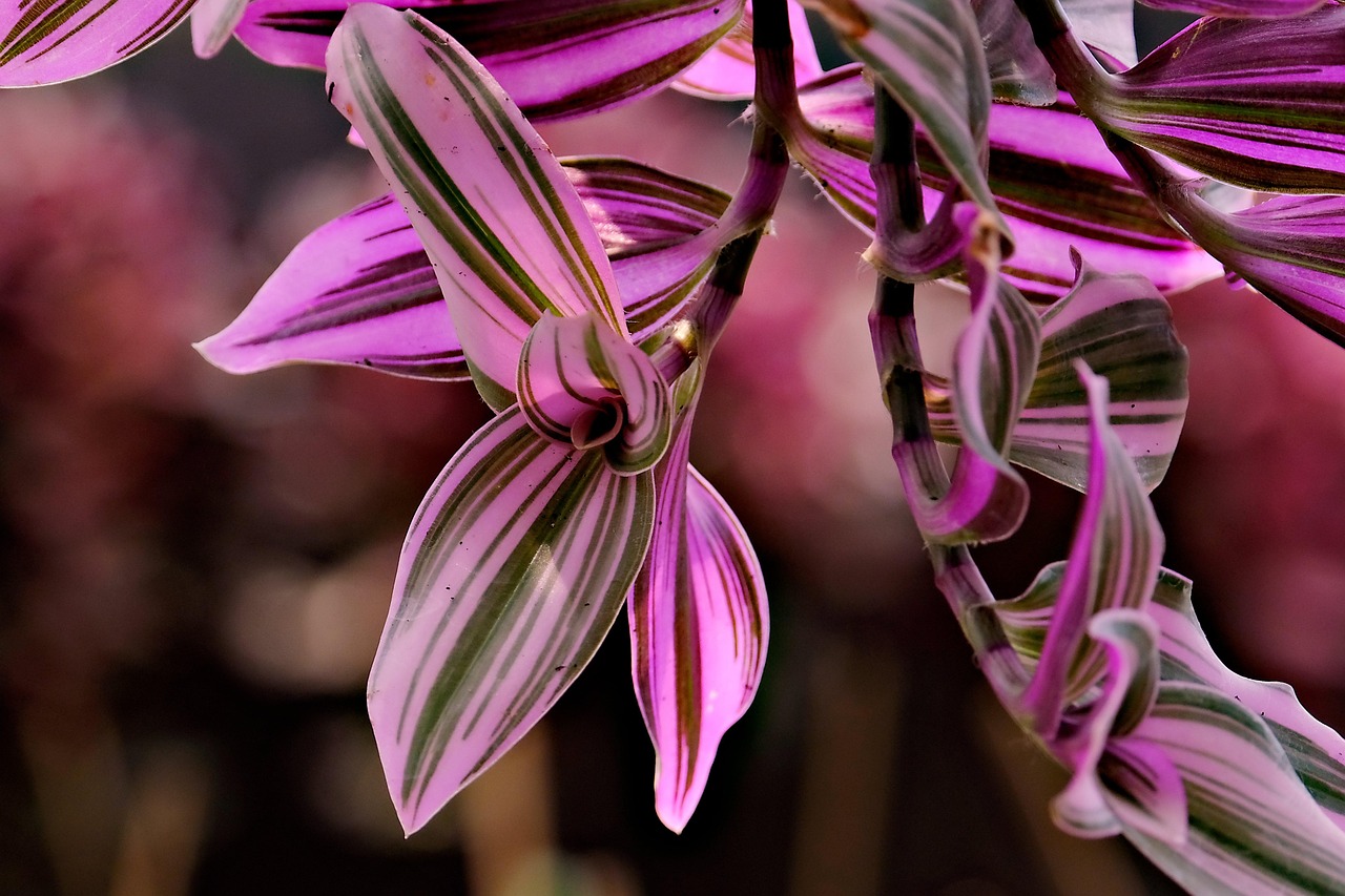 Lambari-roxo (Tradescantia zebrina).