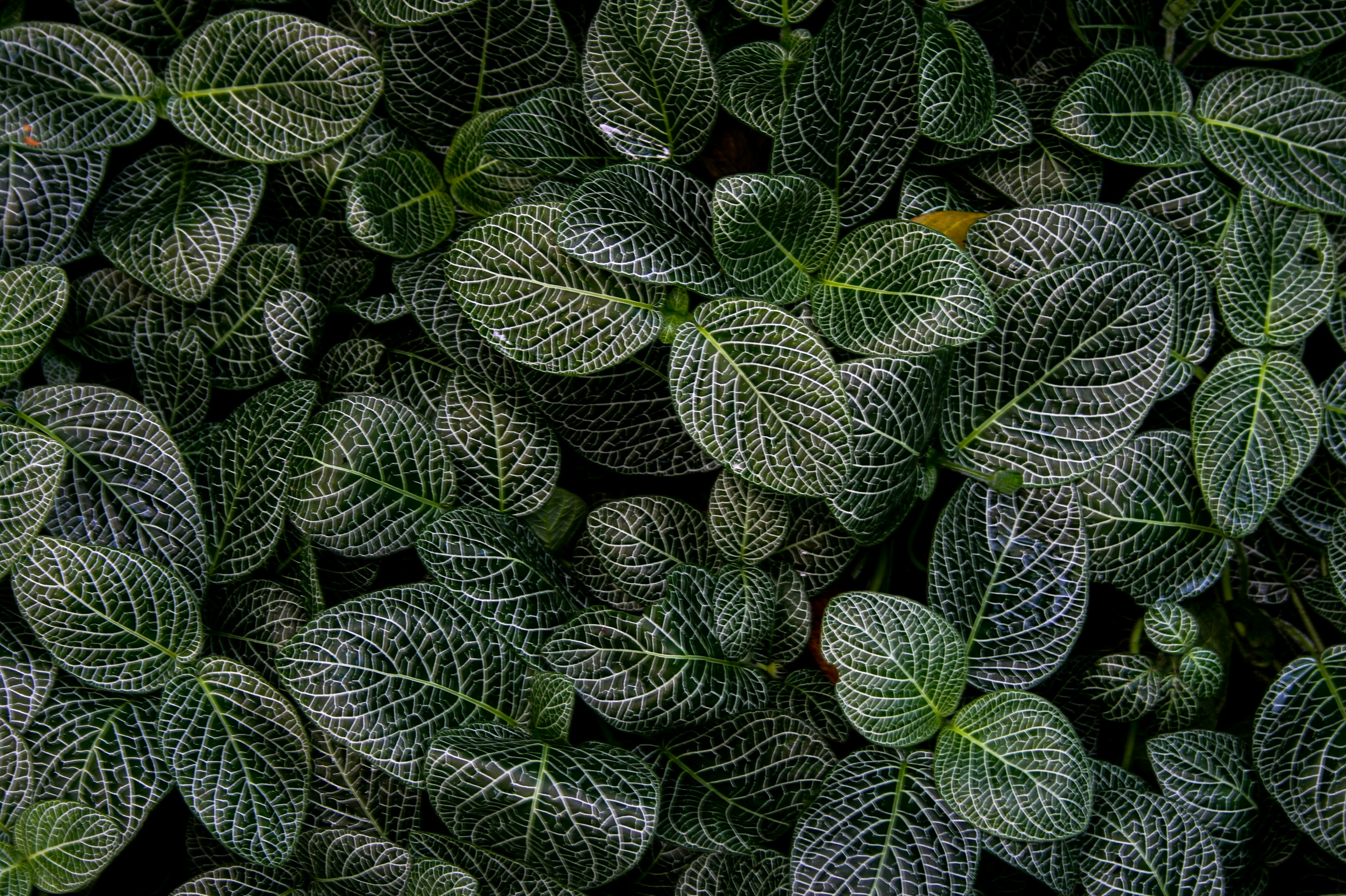 Fitônia
