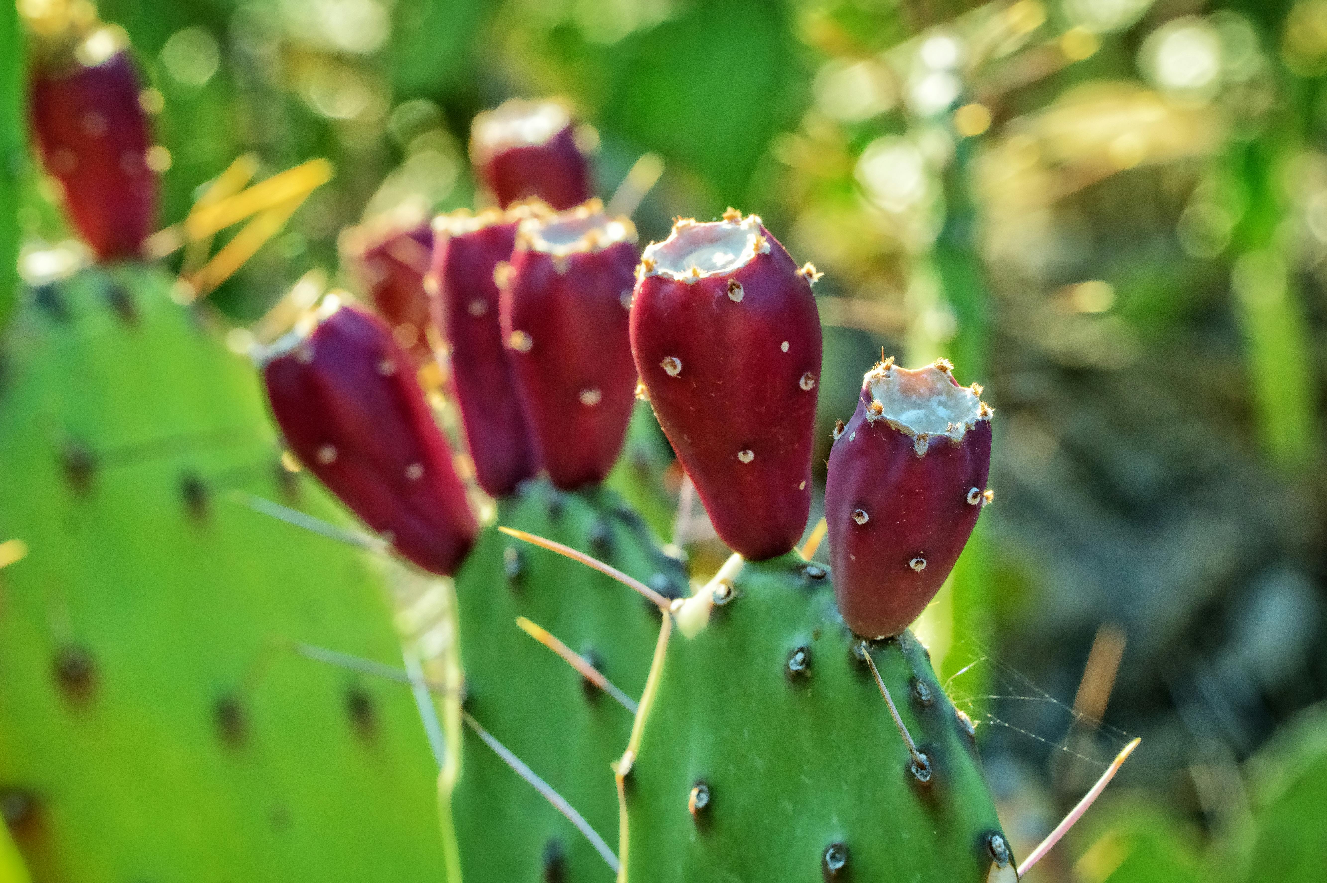Opuntia: o cacto comestível e seus usos medicinais