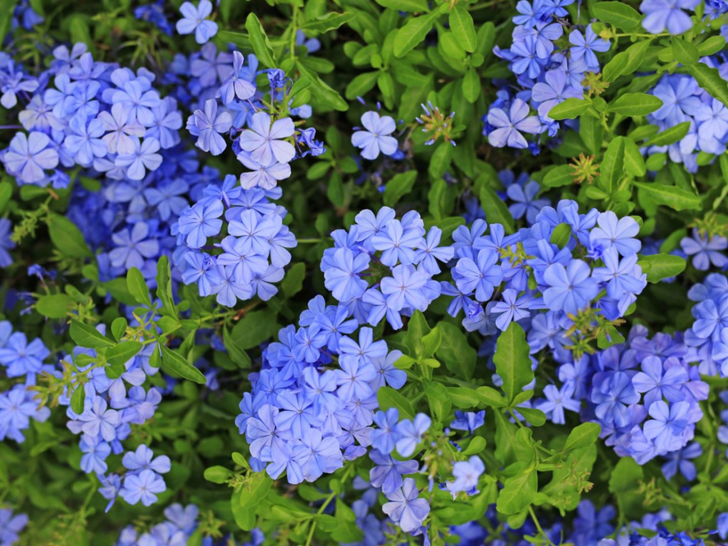 Plumbago Azul (Plumbago auriculata).