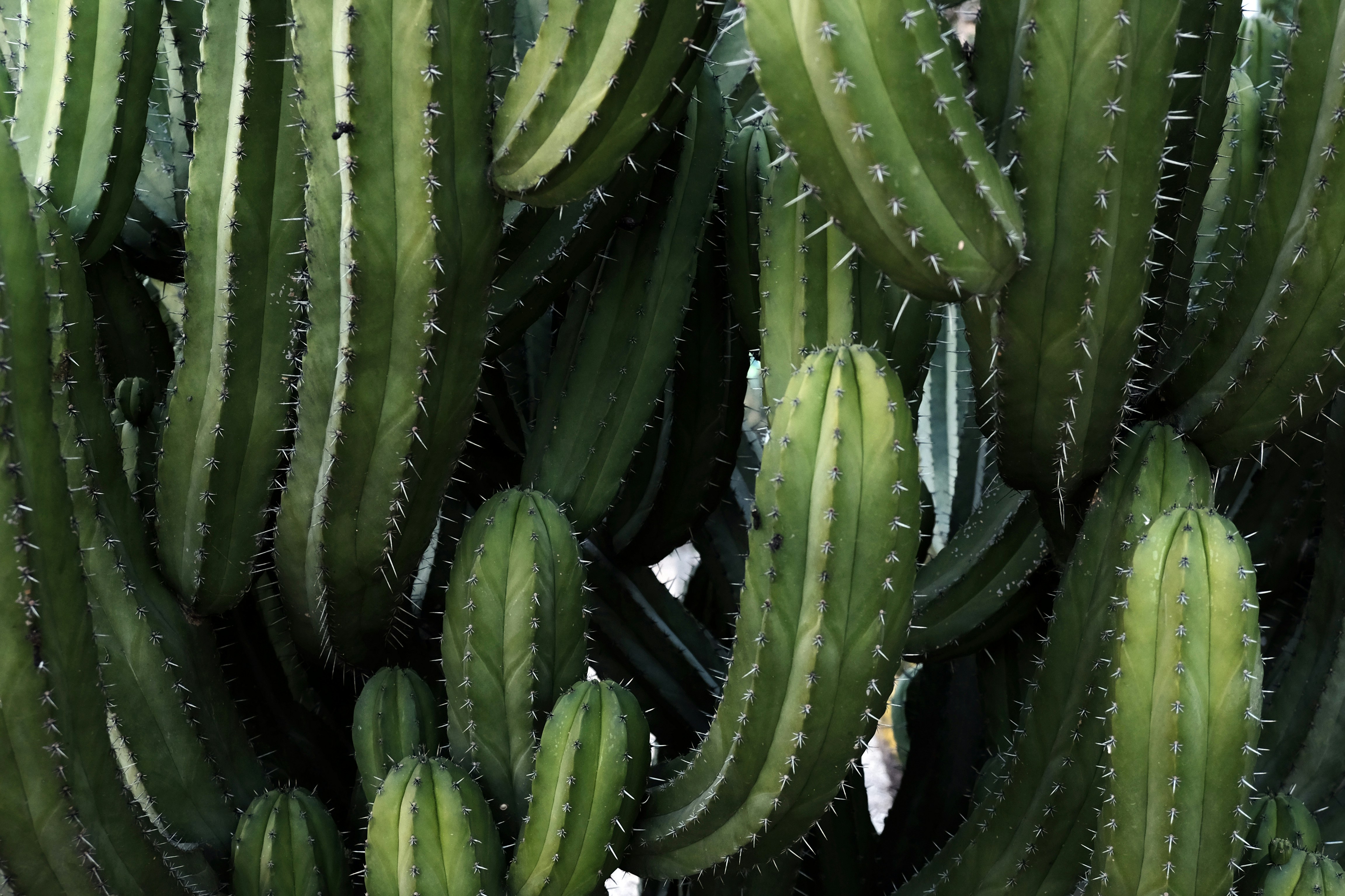 cactos