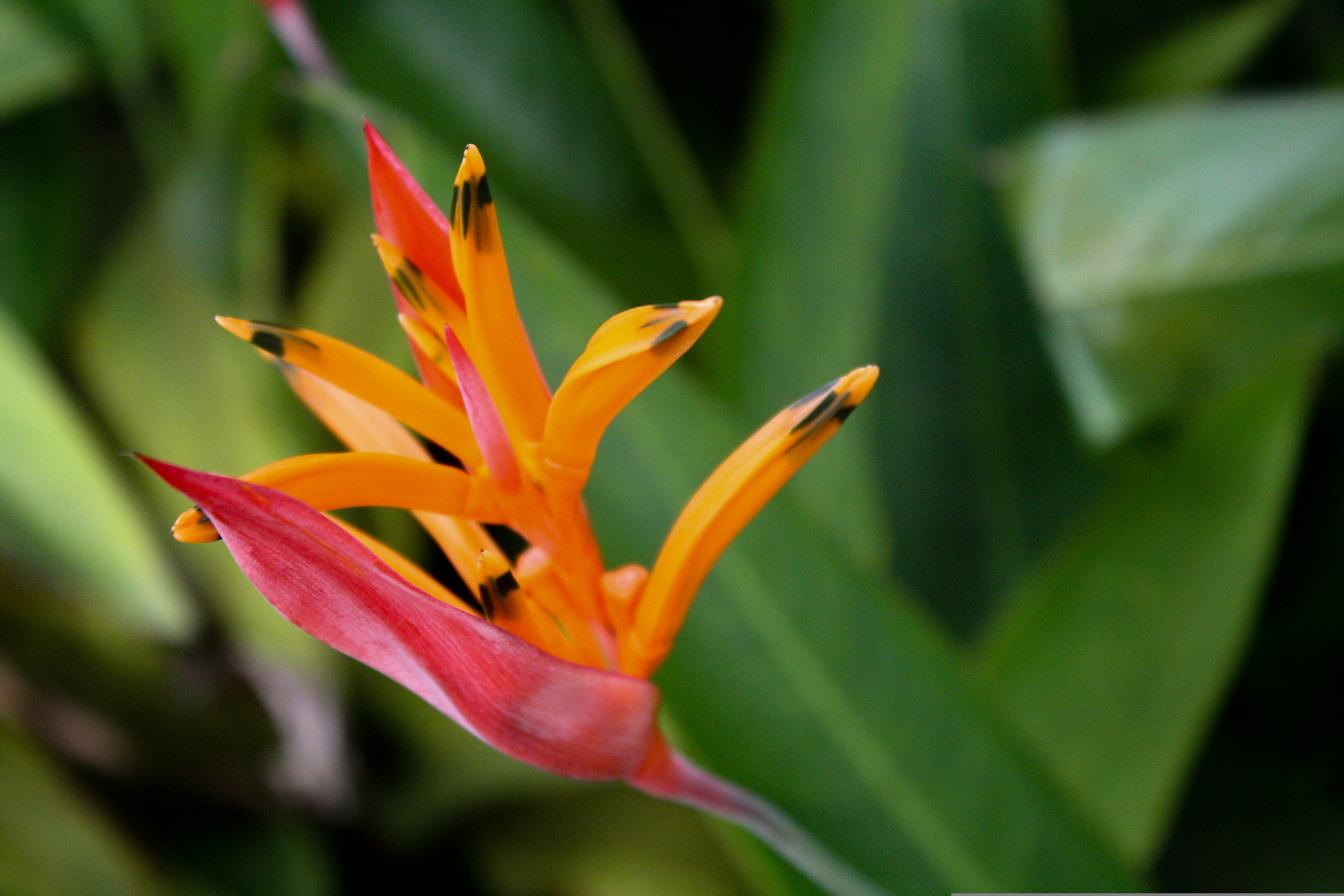 heliconia; flor