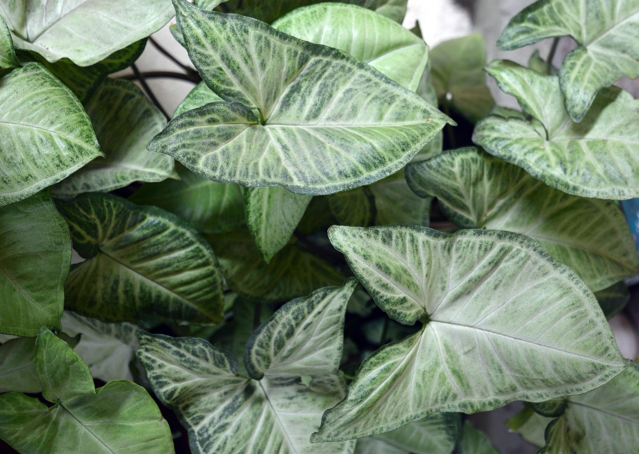 syngonium