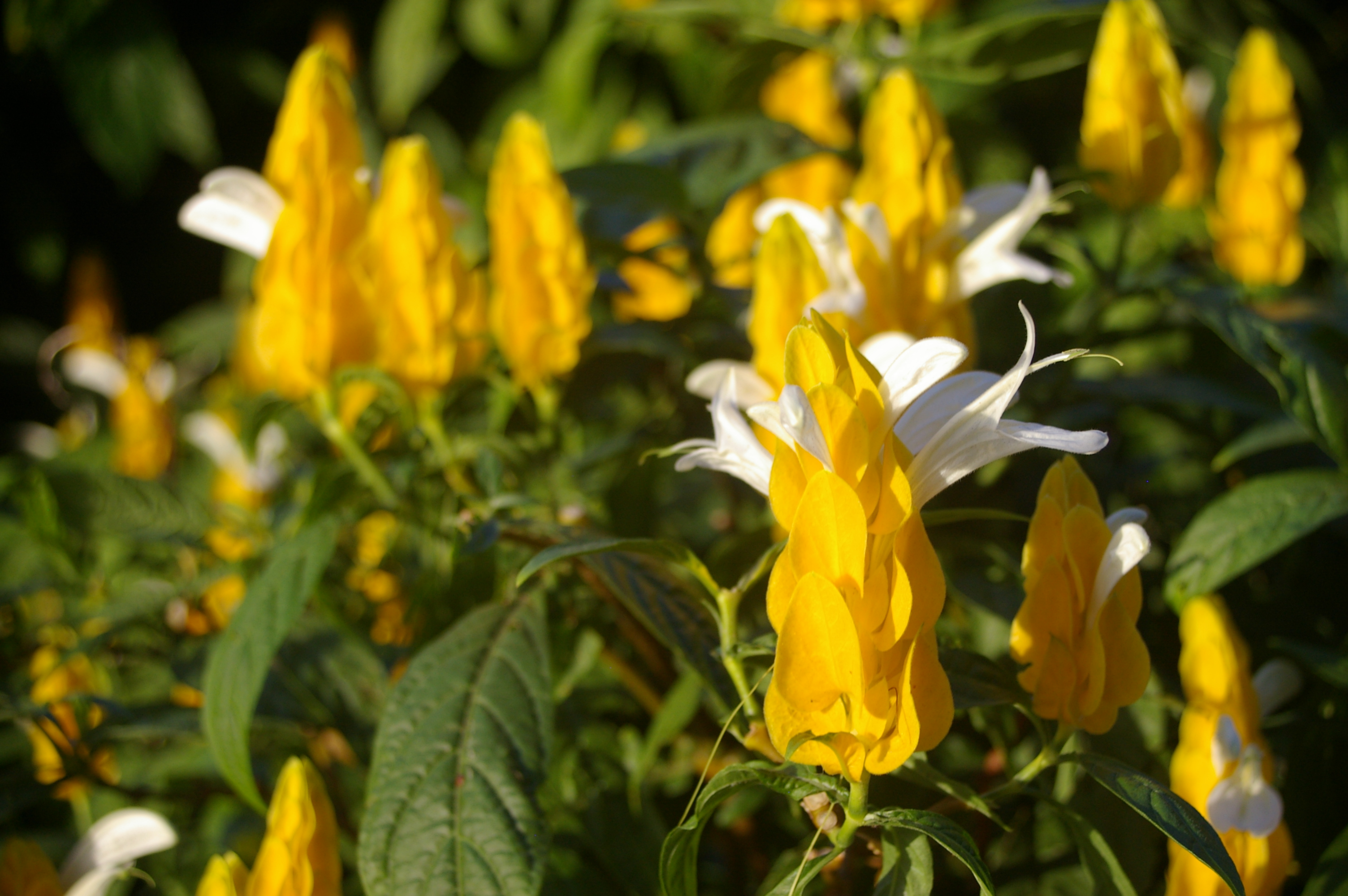 Planta Camarão Amarelo - Pachystachys lutea.