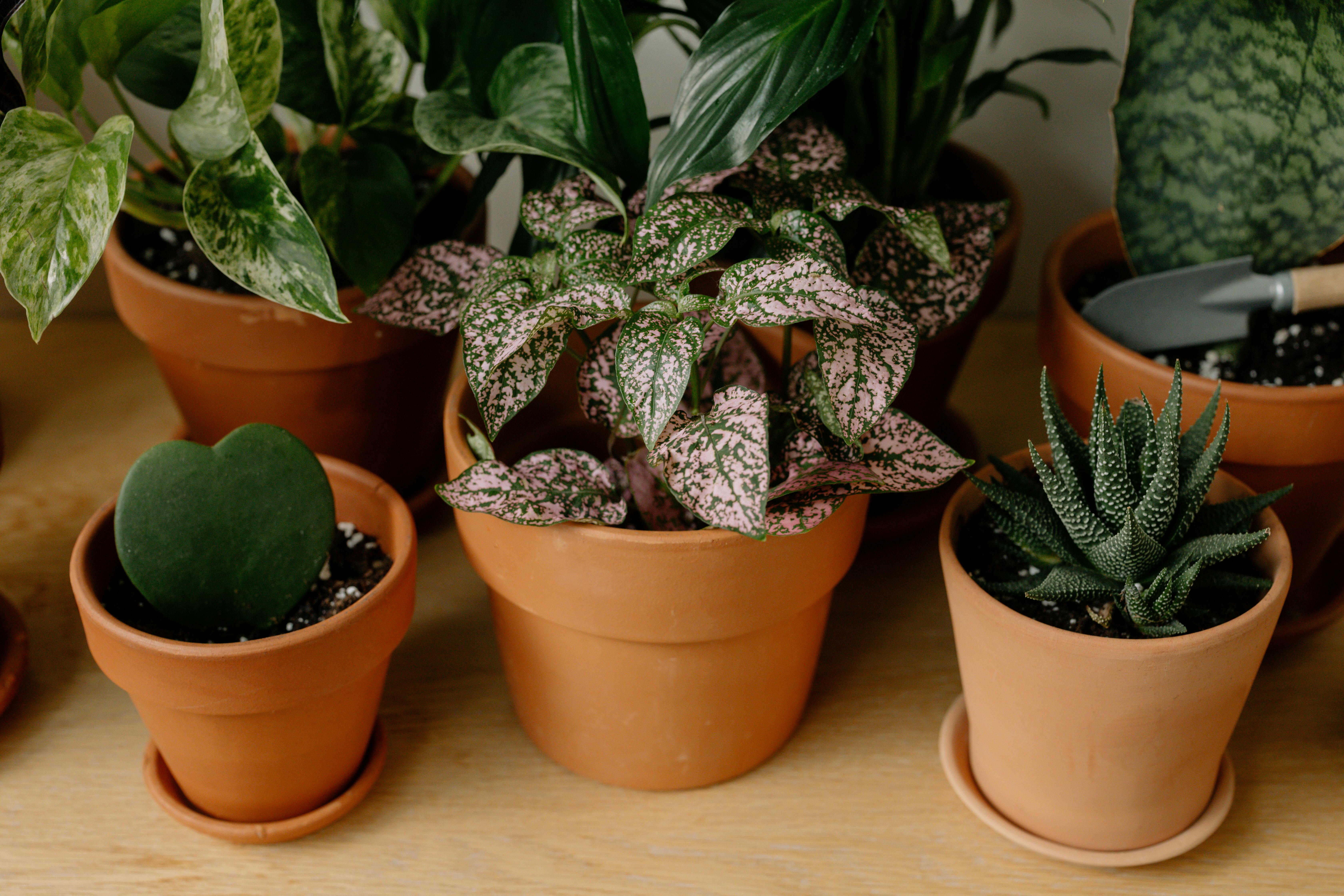 Comigo-ninguém-pode: como cuidar da planta e usar na decoração