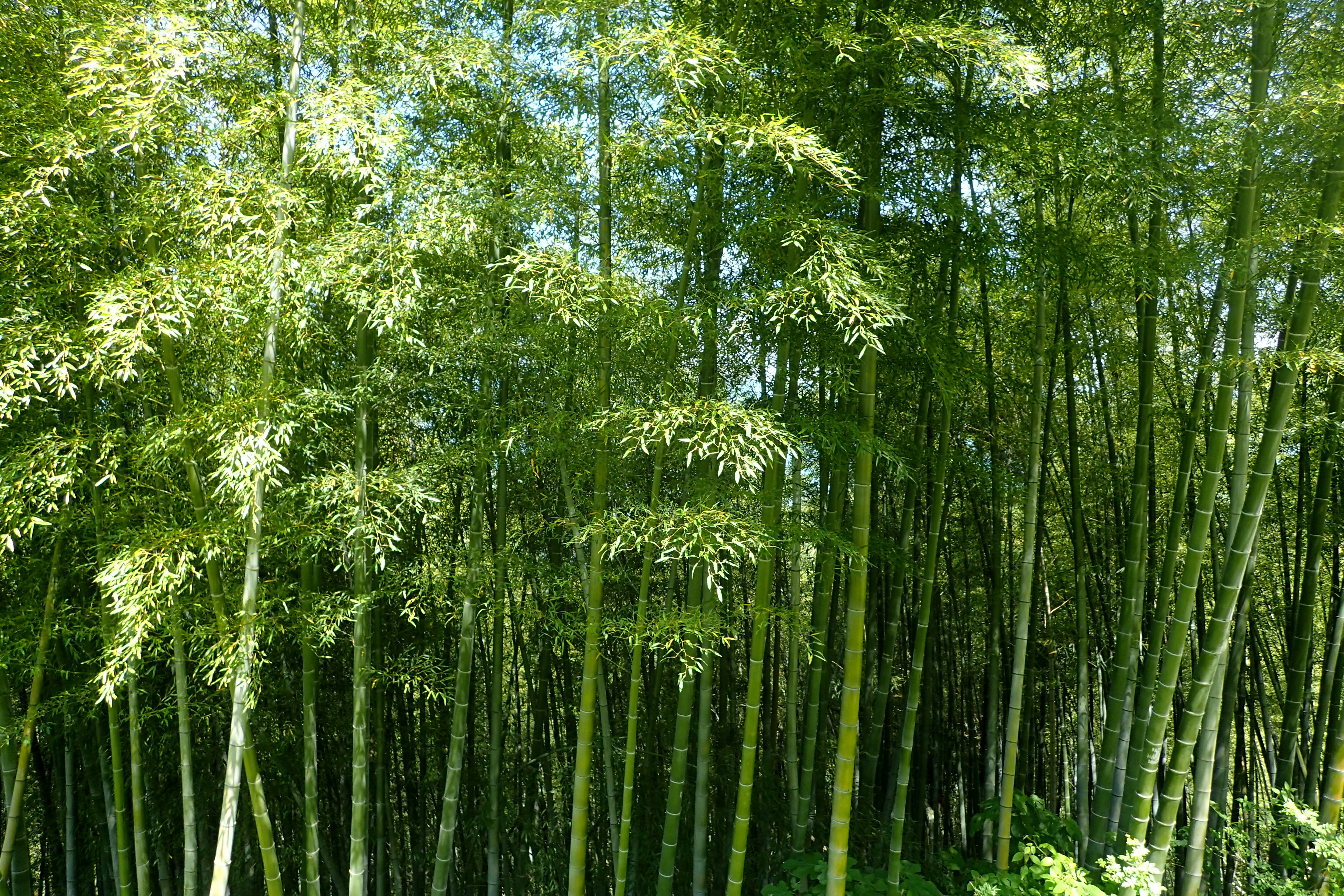 bambu mossô