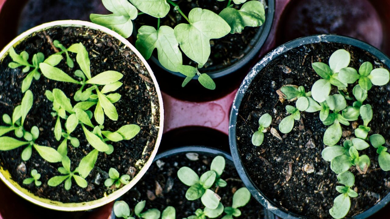 Como montar uma horta de plantas para chá no quintal ou na varanda