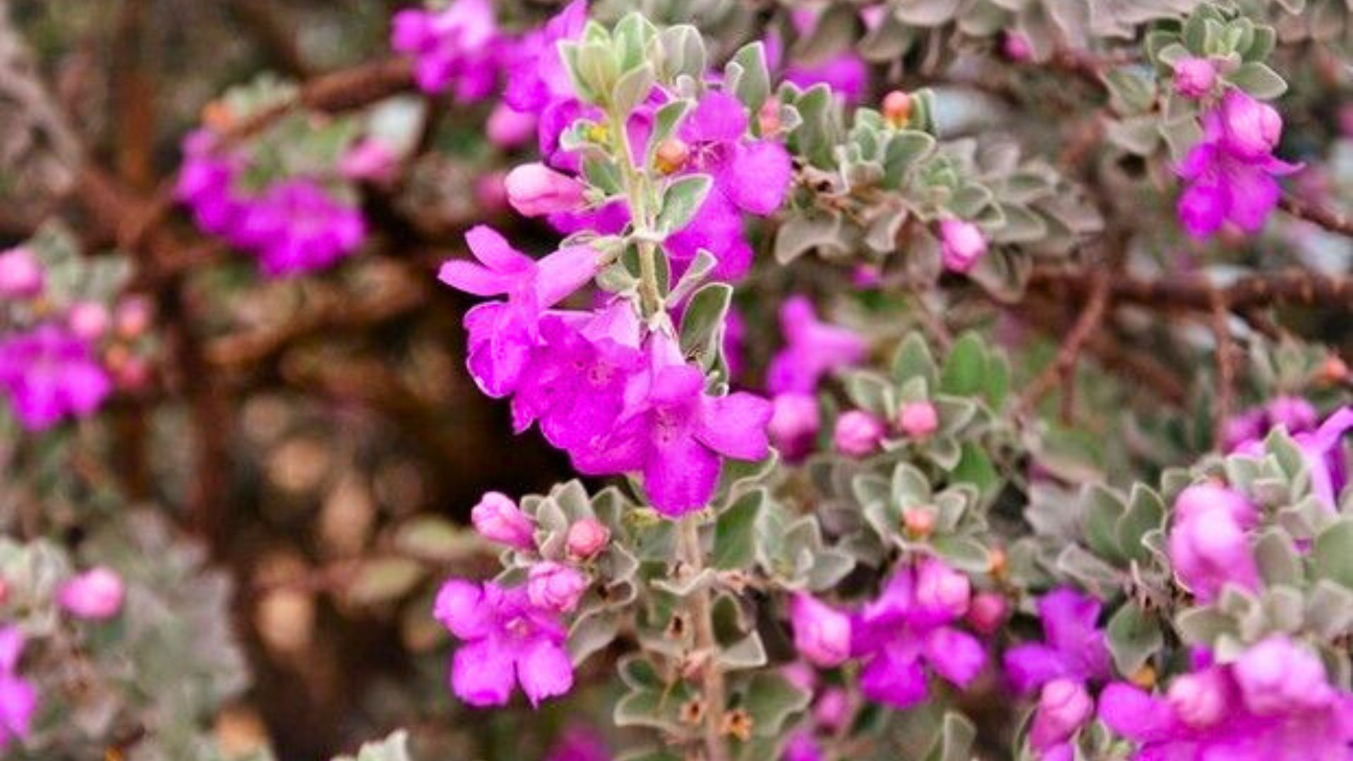 Chuva de prata planta