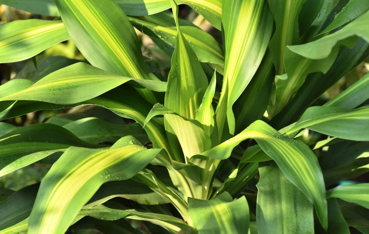 dracena fragans/ pau d'água