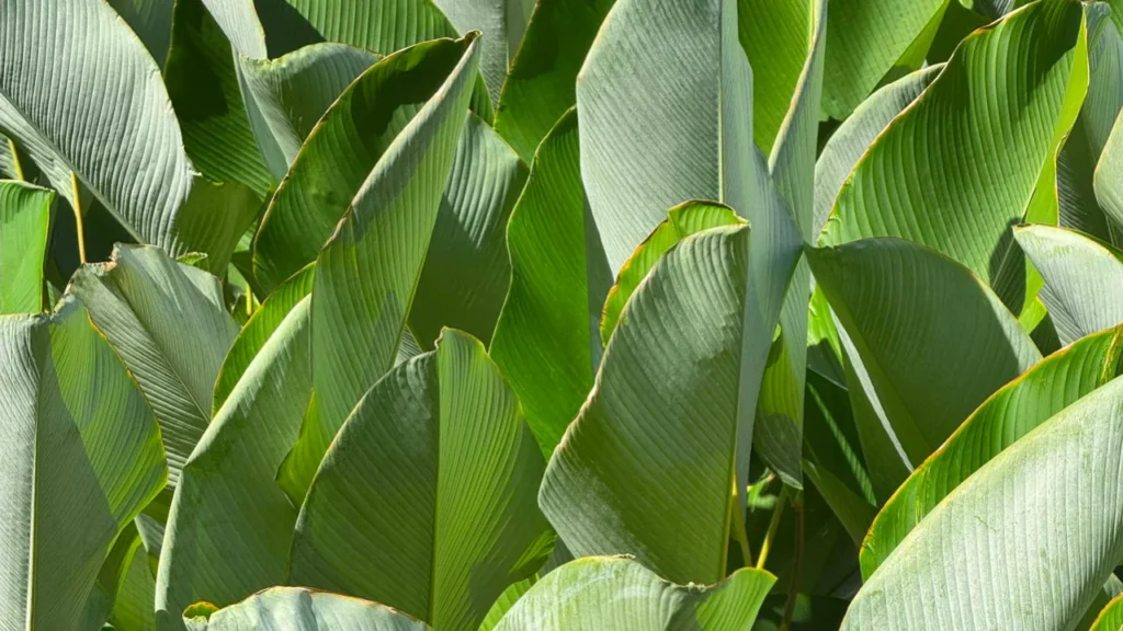maranta charuto (Calathea lutea)