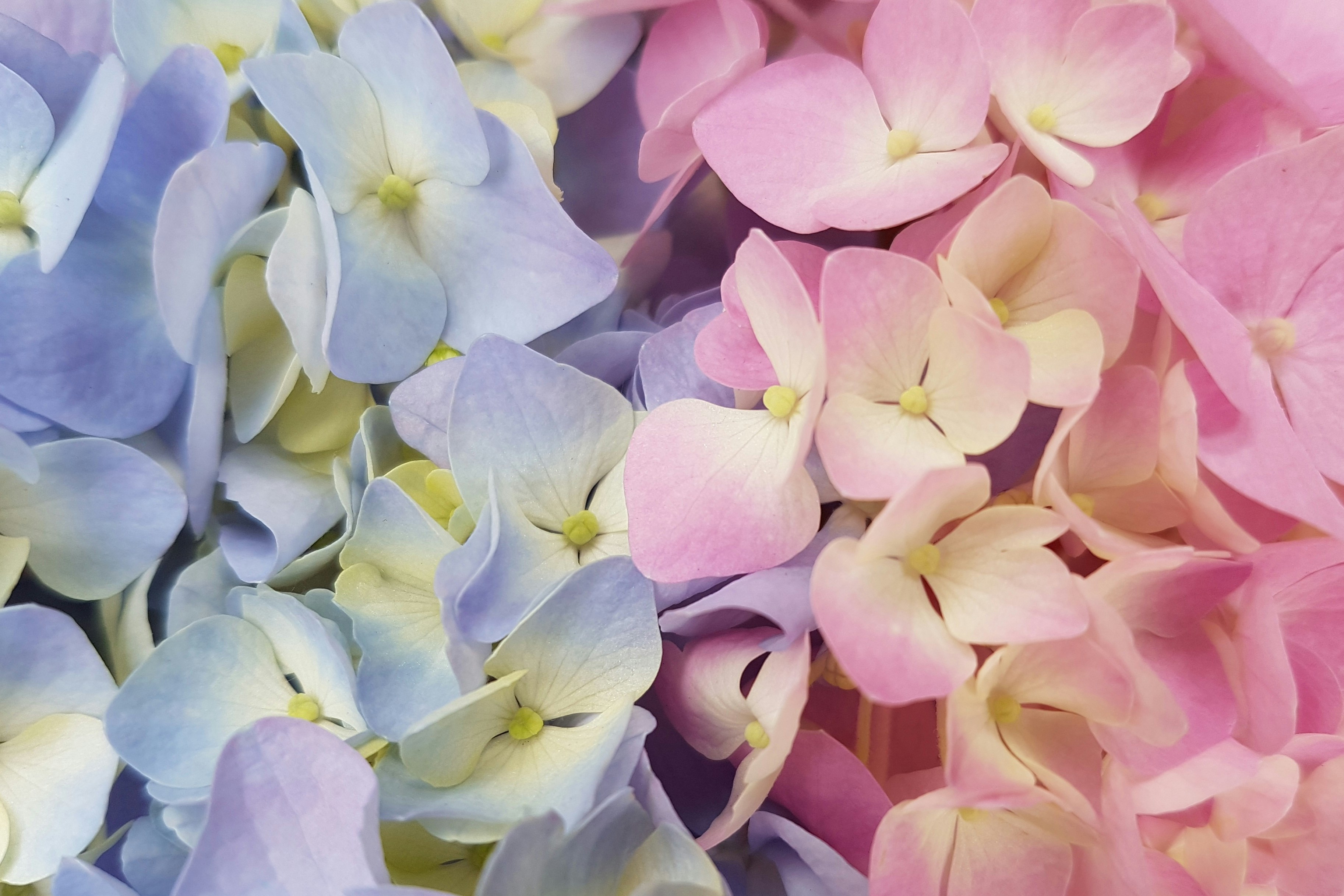 Hortênsia (Hydrangea macrophylla).