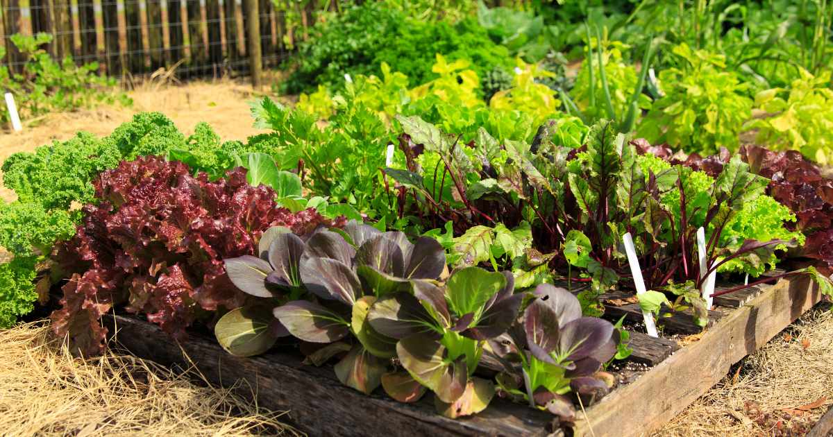 O verde que cresce entre o concreto: hortas urbanas promovem alimentação saudável e fortalecem a convivência comunitária.