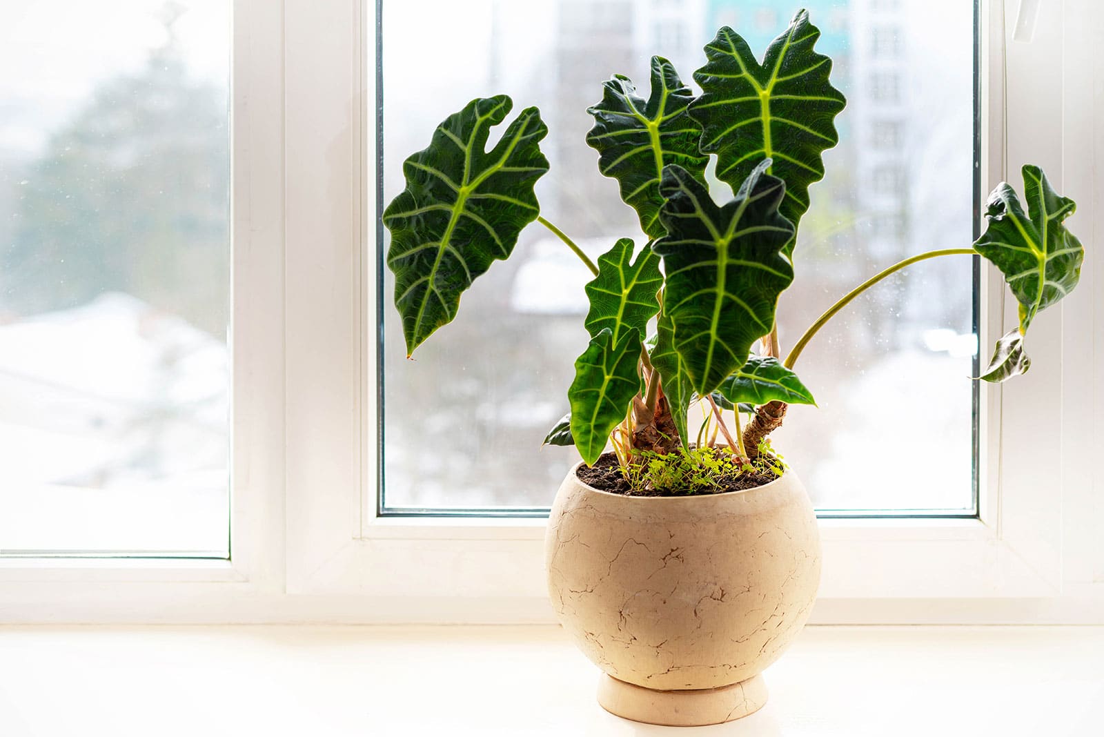 Alocasia