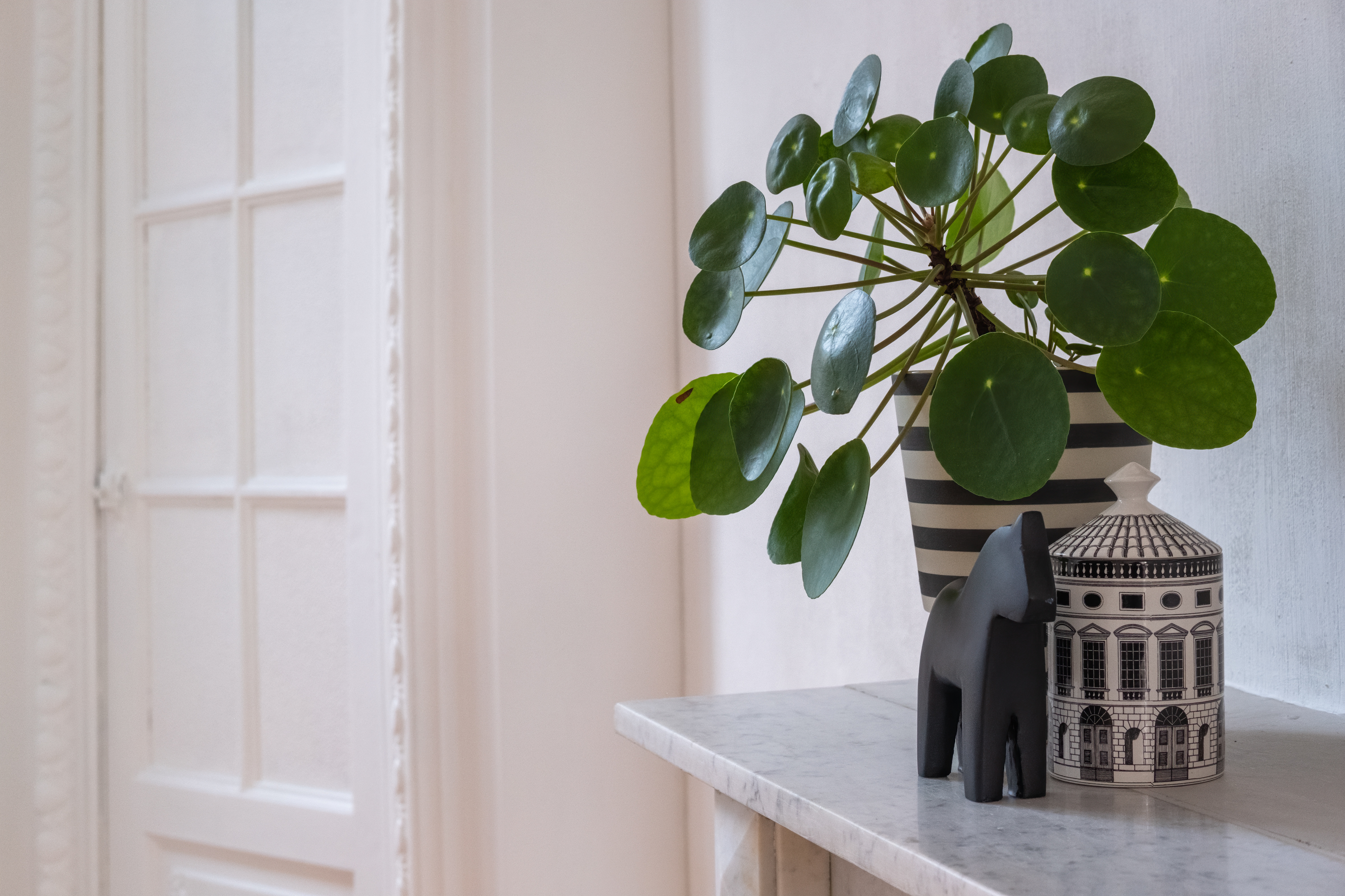 Pilea peperomioides