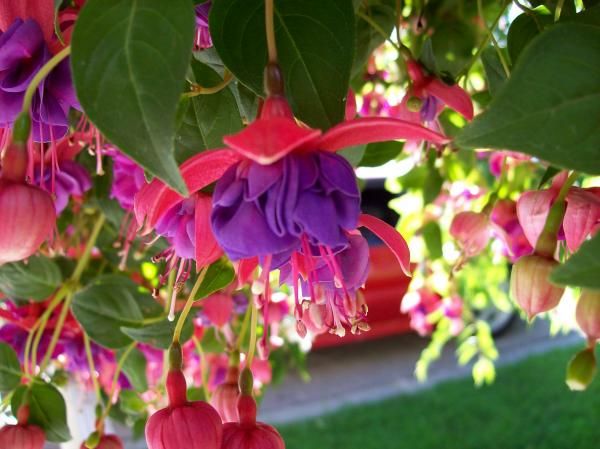 Brinco-de-princesa flor