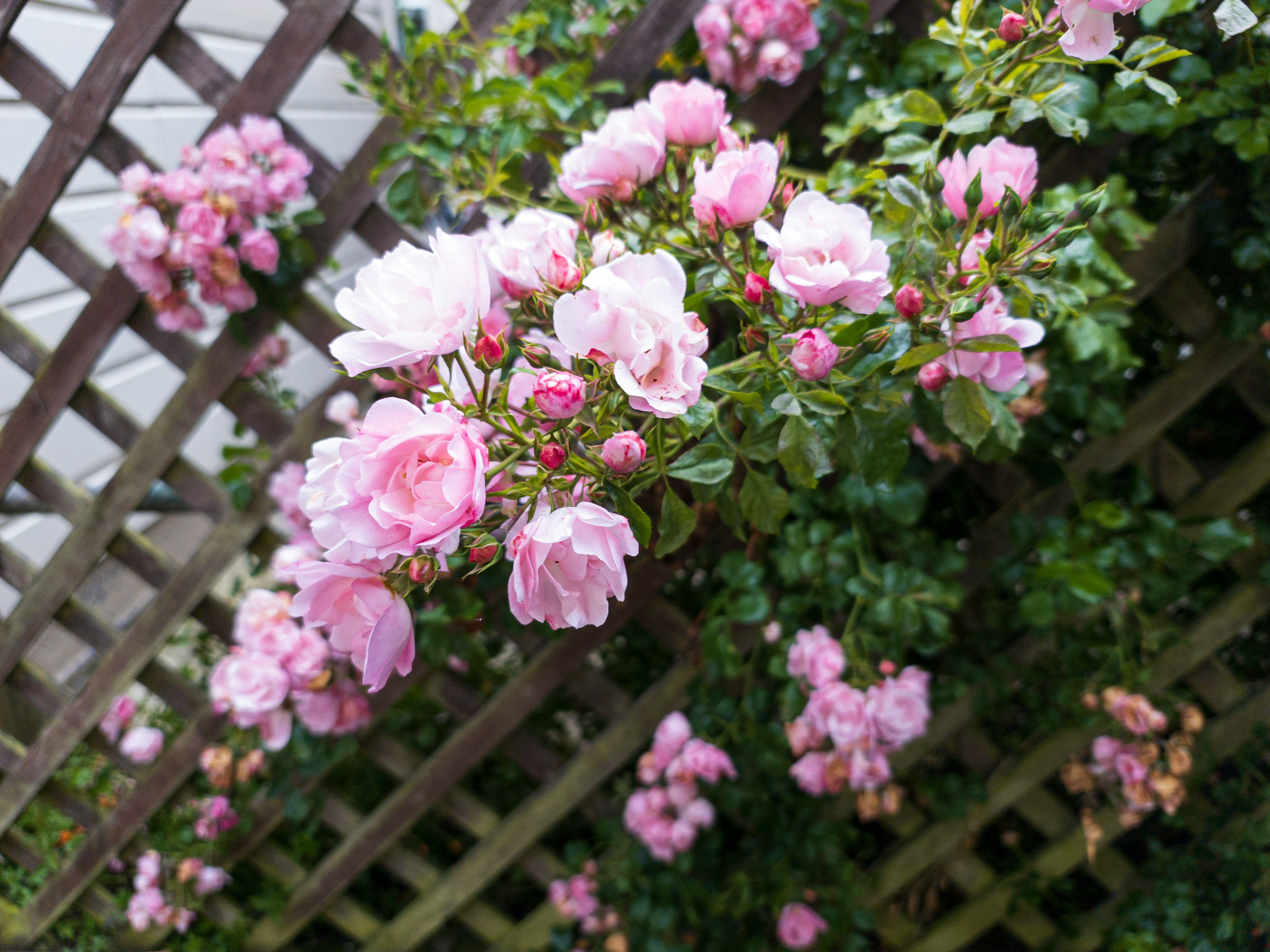 Rosa trepadeira.