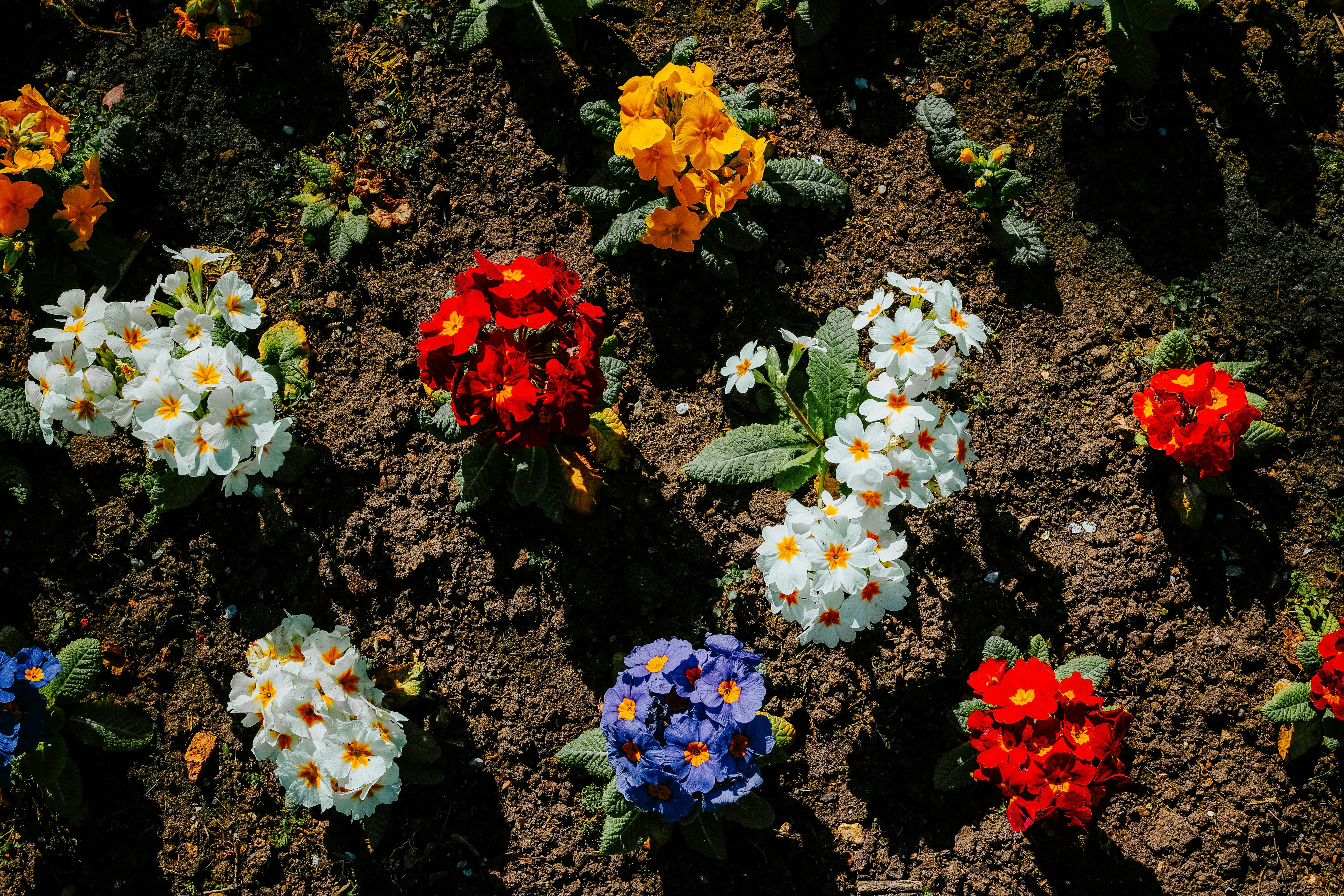 jardim, flores, plantar