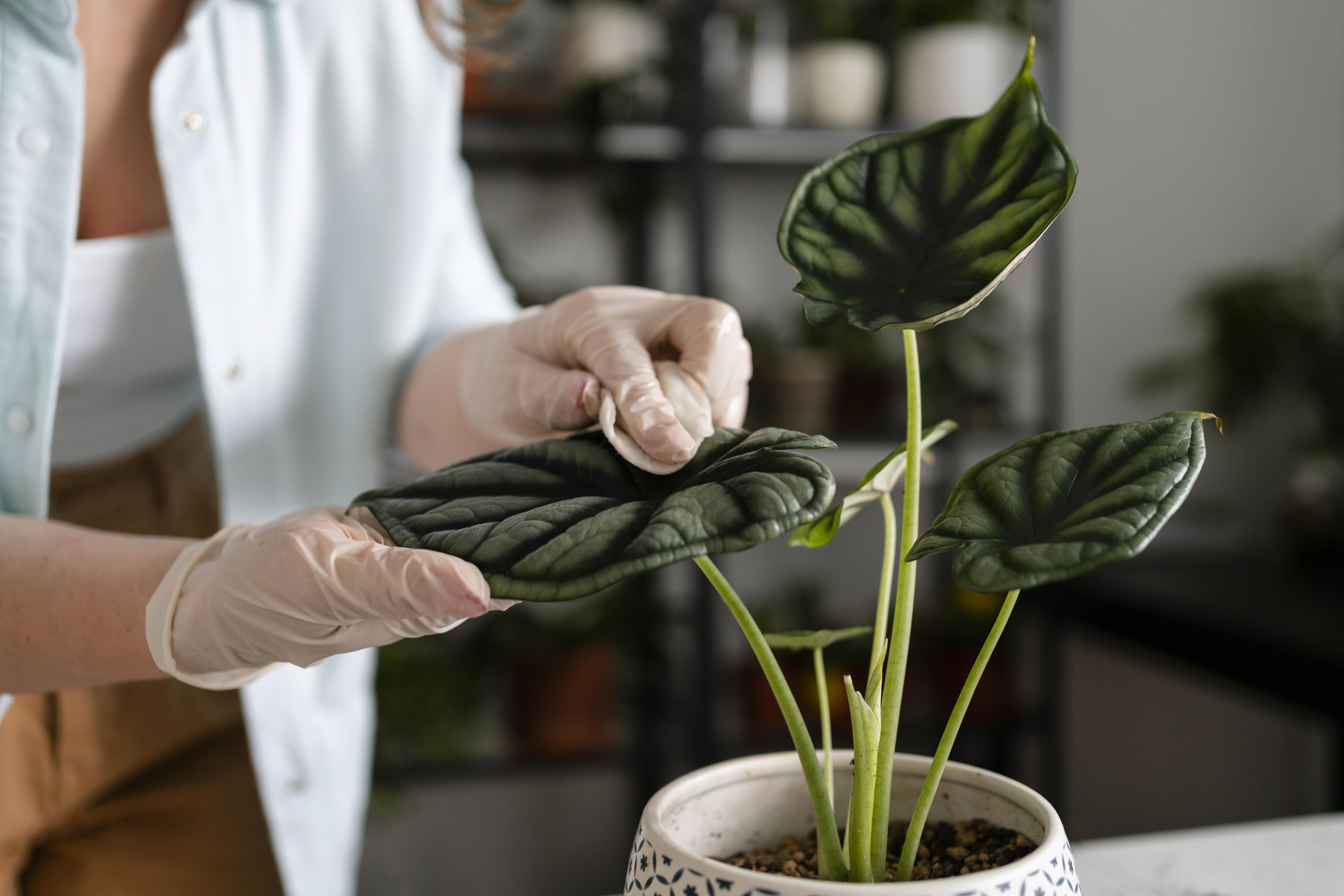 Cuidado com plantas